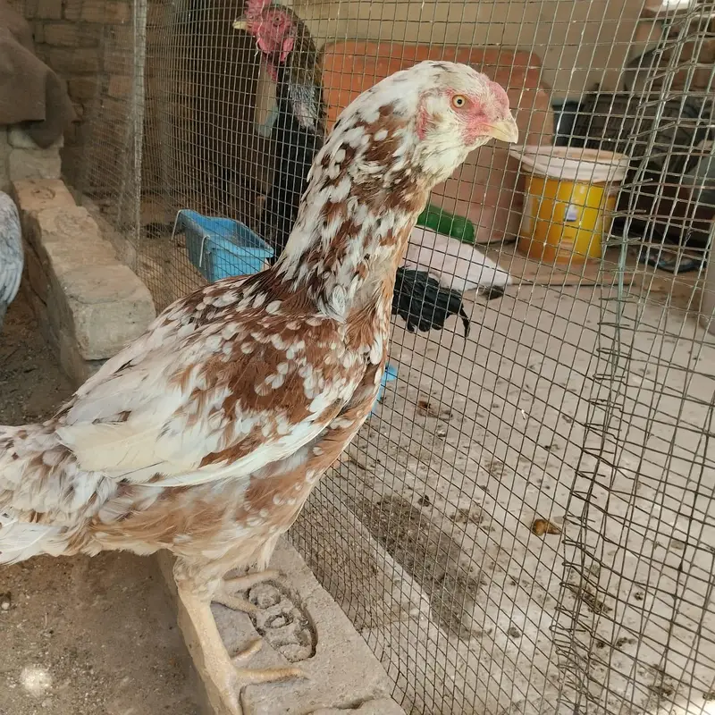 kandahare aseel — photo 6