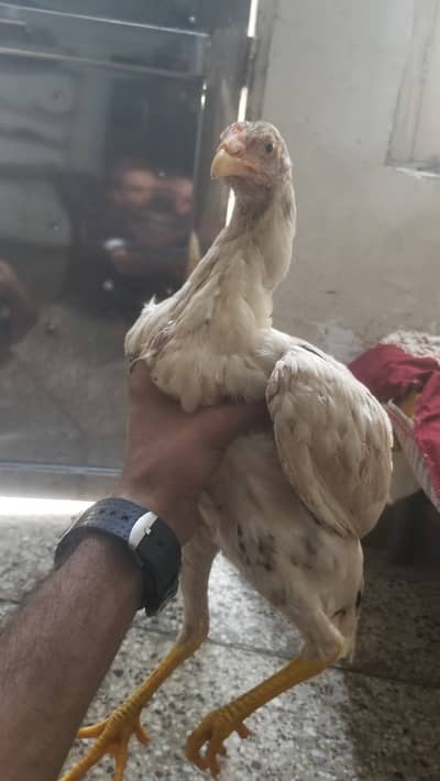 Shamu home bread age 1.5 months