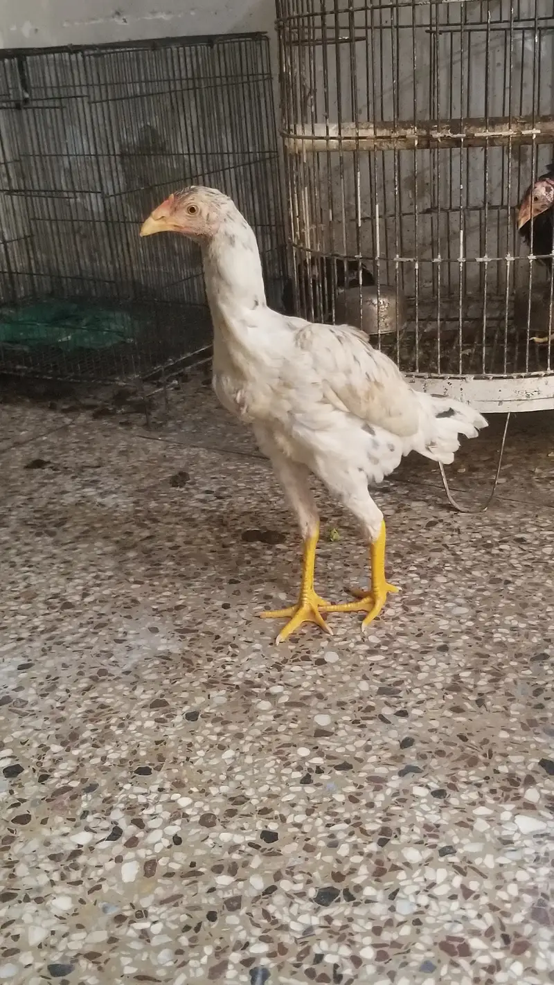 Shamu home bread age 1.5 months — photo 2