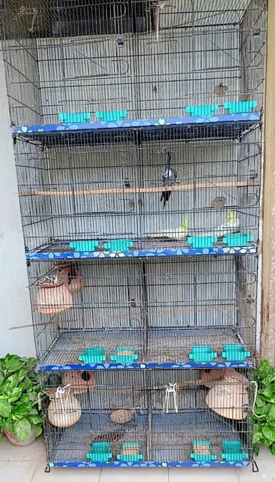 cocktail pair / finch pair/ budgies pair and cage for sale