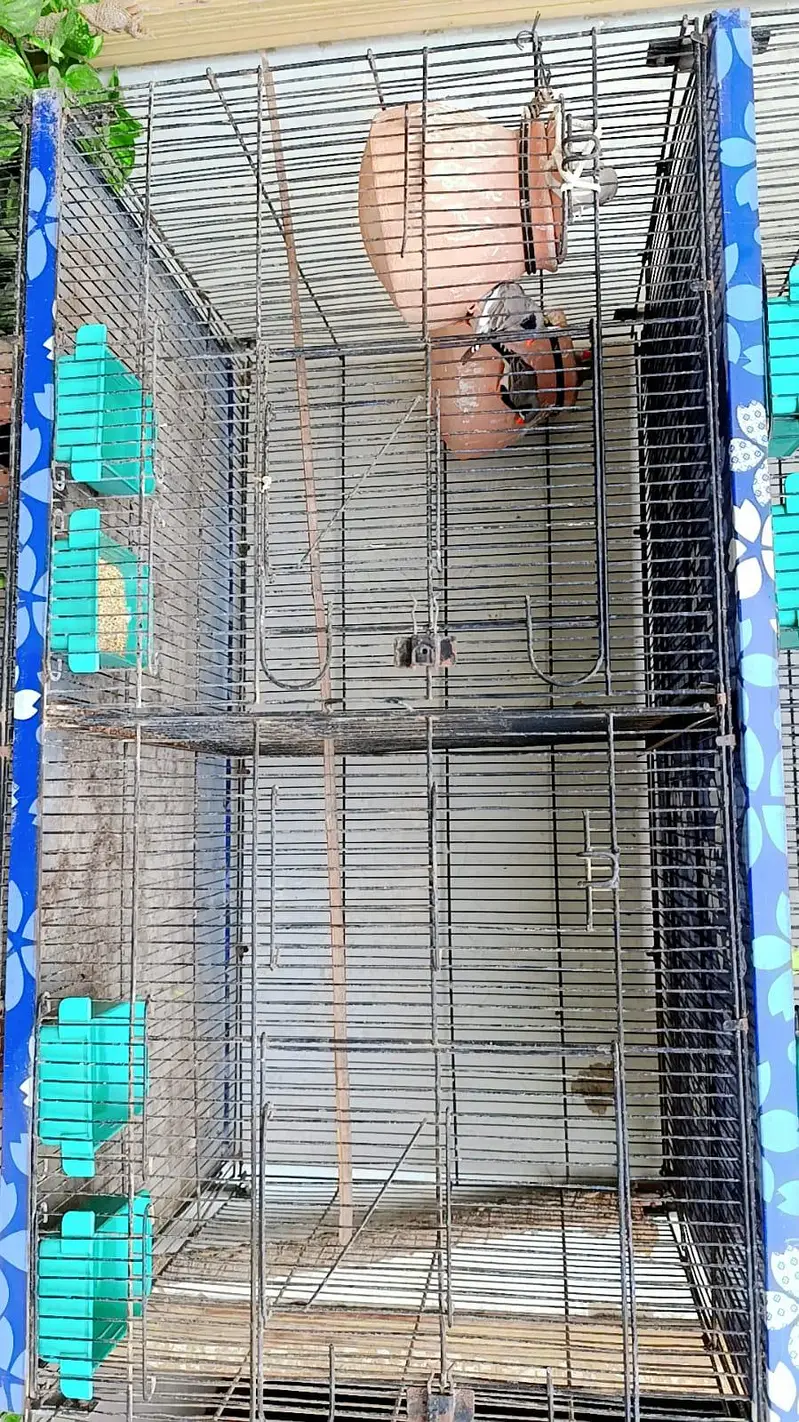 cocktail pair / finch pair/ budgies pair and cage for sale — photo 2