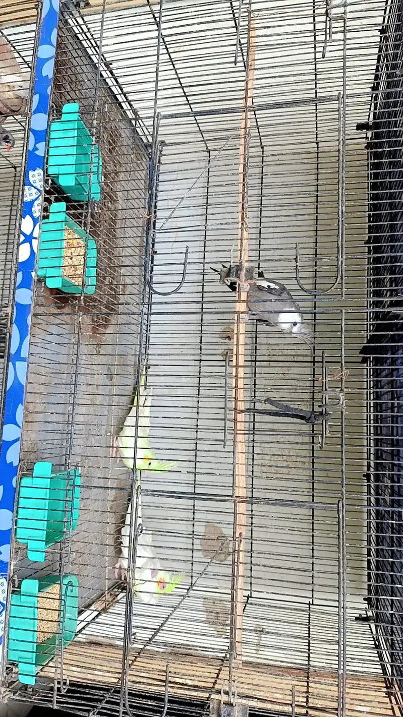 cocktail pair / finch pair/ budgies pair and cage for sale — photo 3