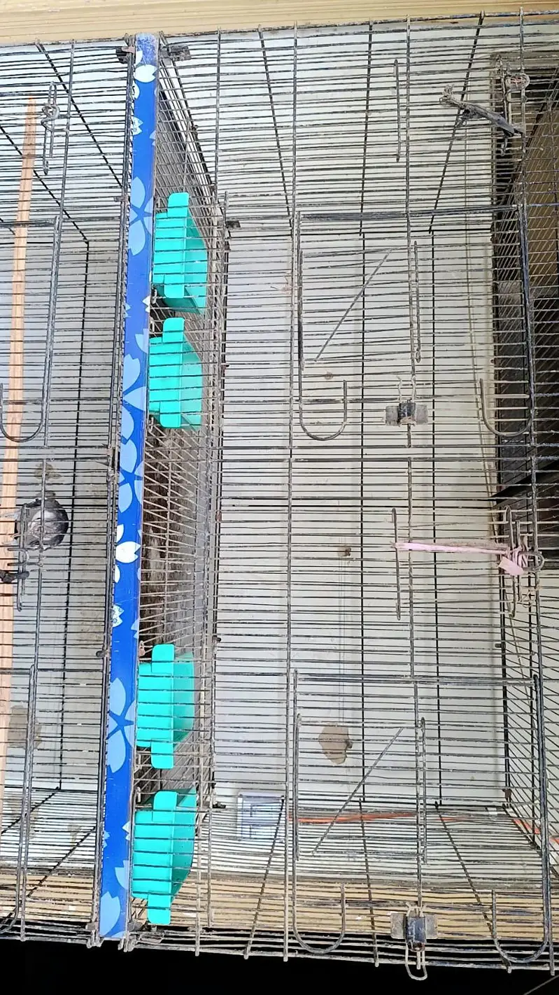cocktail pair / finch pair/ budgies pair and cage for sale — photo 4