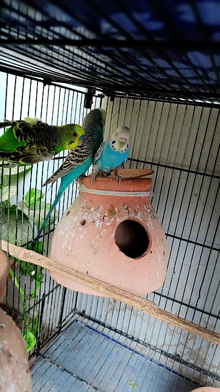 cocktail pair / finch pair/ budgies pair and cage for sale — photo 5