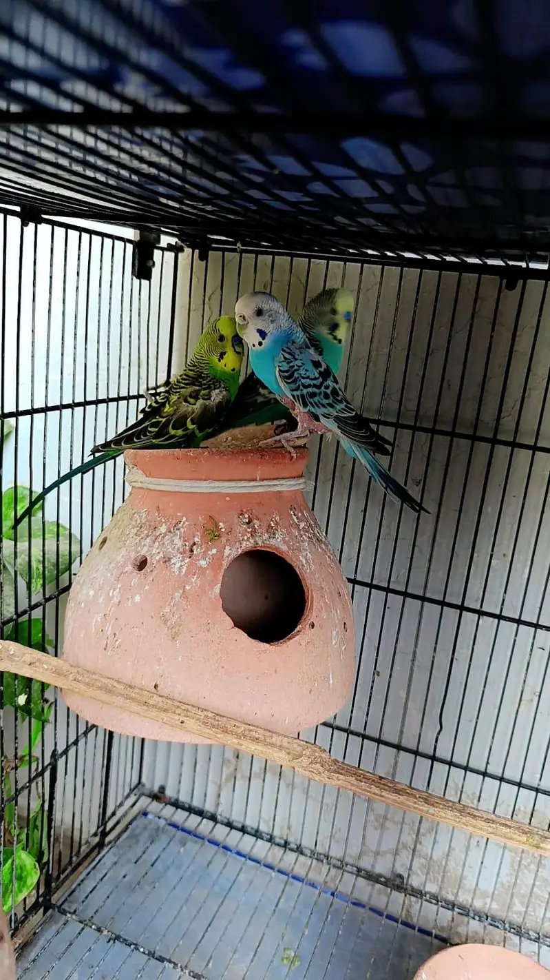 cocktail pair / finch pair/ budgies pair and cage for sale — photo 6