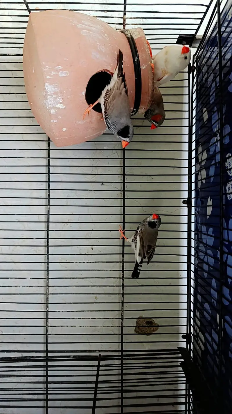 cocktail pair / finch pair/ budgies pair and cage for sale — photo 7