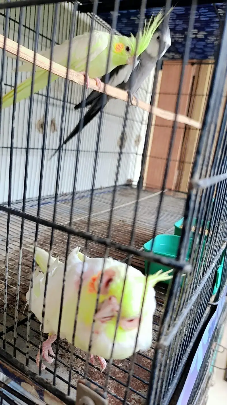 cocktail pair / finch pair/ budgies pair and cage for sale — photo 8