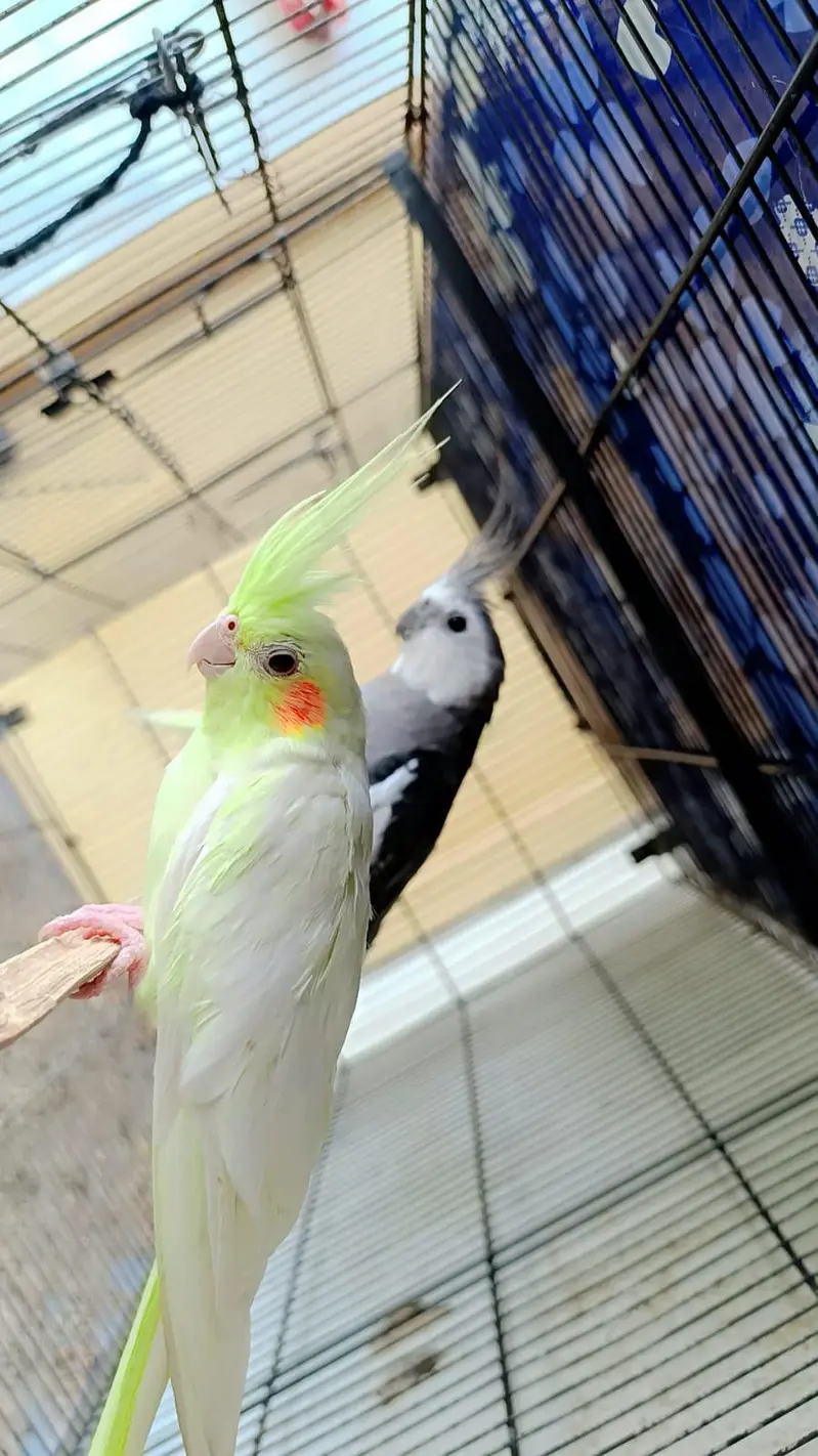 cocktail pair / finch pair/ budgies pair and cage for sale — photo 9