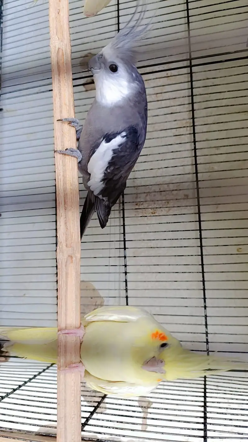 cocktail pair / finch pair/ budgies pair and cage for sale — photo 10
