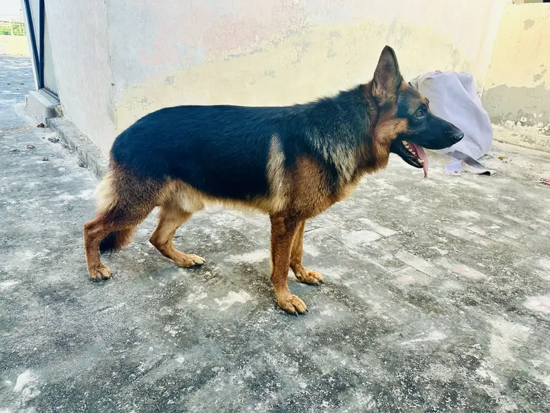 German Shepherd male — photo 3