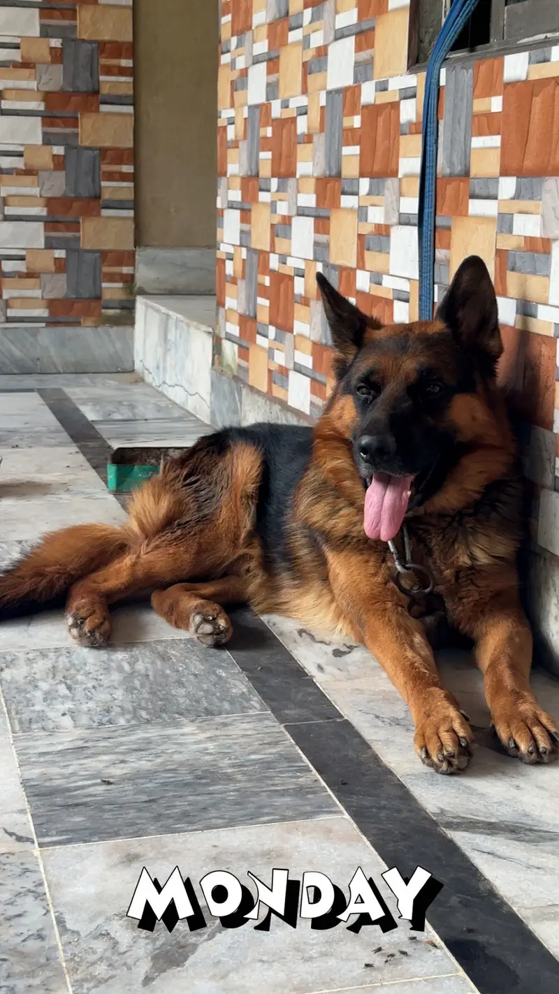 German Shepherd male — photo 5