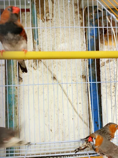 orange finch