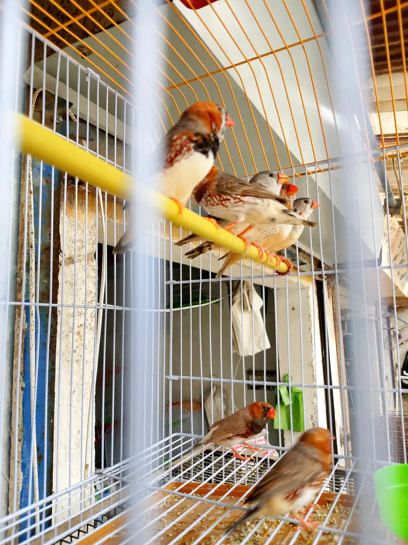 orange finch — photo 3