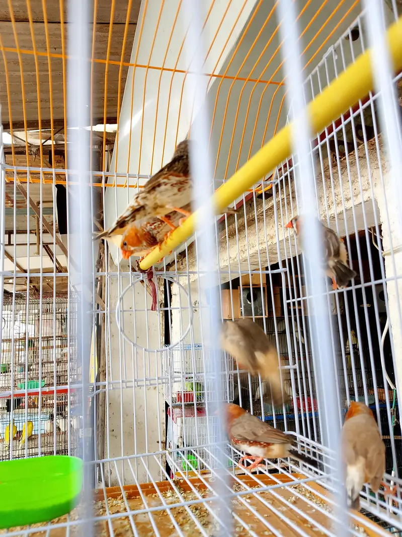 orange finch — photo 4