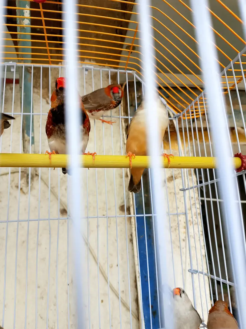 orange finch — photo 5
