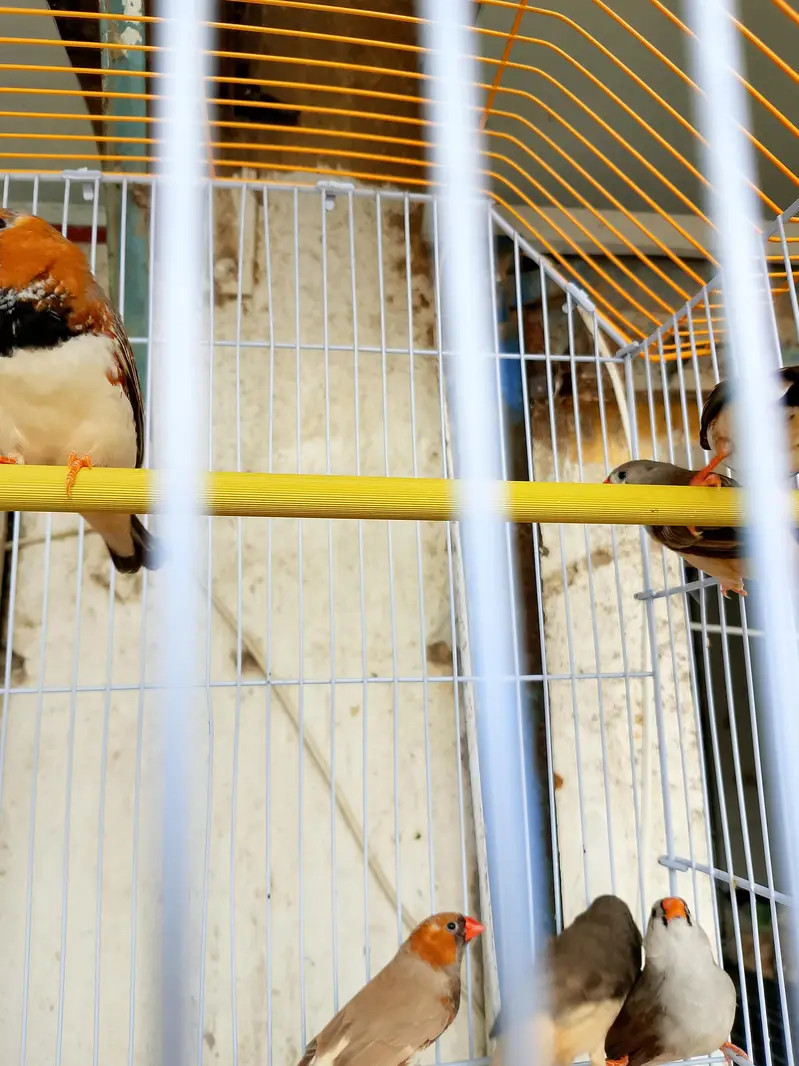 orange finch — photo 6