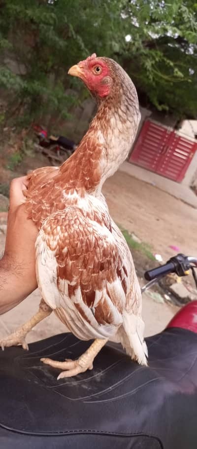 Lal saleeti