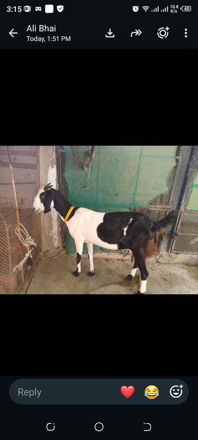 Ablug tapri GHAban 3.5 mahene full active urgent sale 03115503310