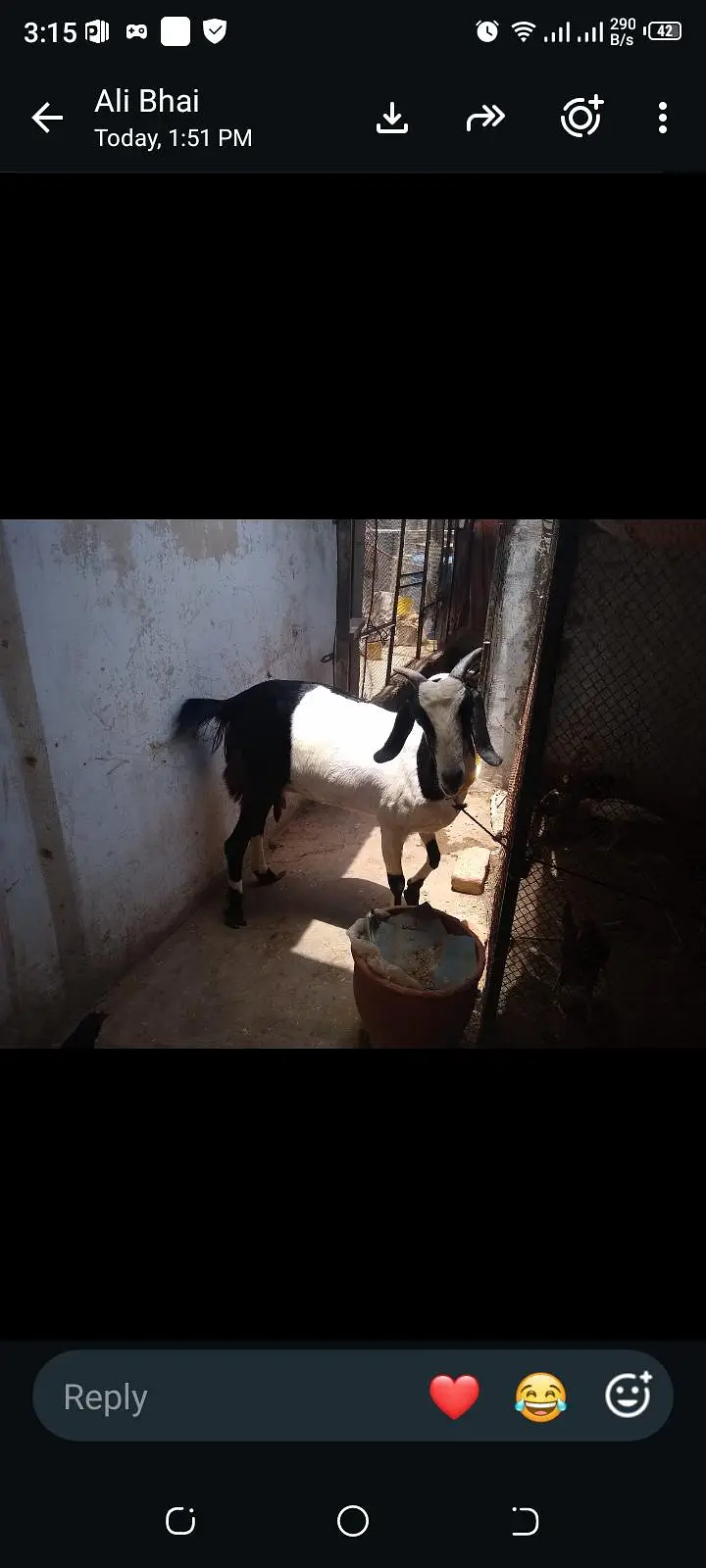 Ablug tapri GHAban 3.5 mahene full active urgent sale 03115503310 — photo 2