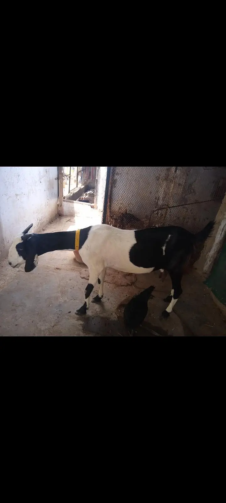 Ablug tapri GHAban 3.5 mahene full active urgent sale 03115503310 — photo 3