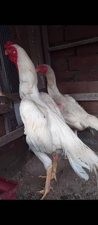 Shamo pair