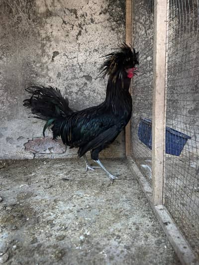 Black polish male