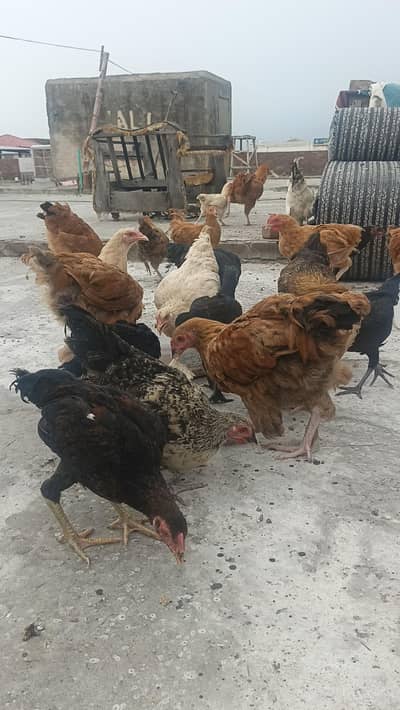 Hybrid Hens
