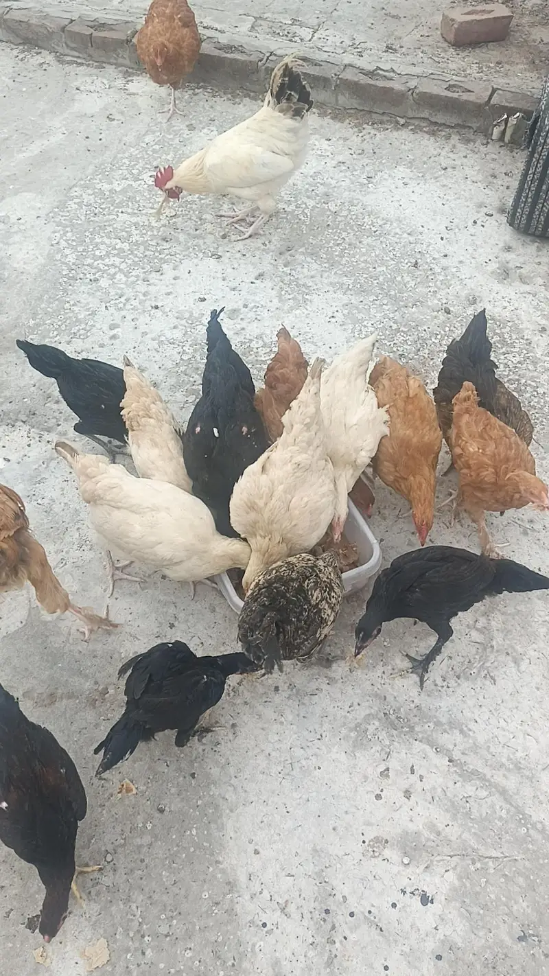 Hybrid Hens — photo 2