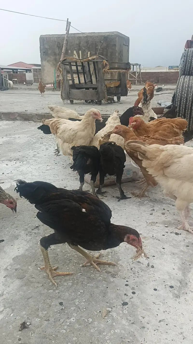 Hybrid Hens — photo 3