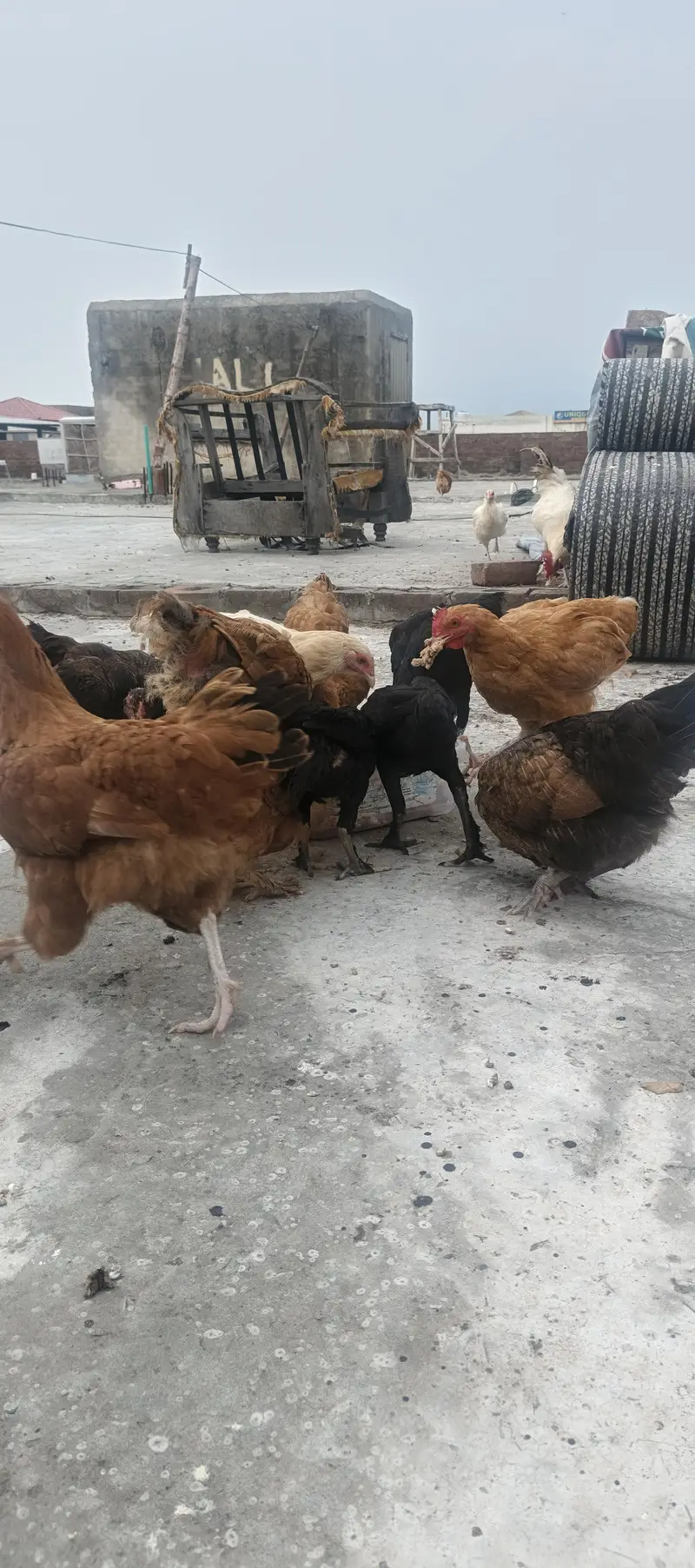 Hybrid Hens — photo 4