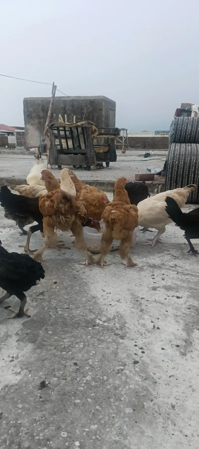 Hybrid Hens — photo 5