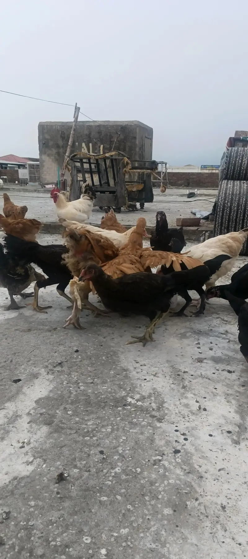 Hybrid Hens — photo 6