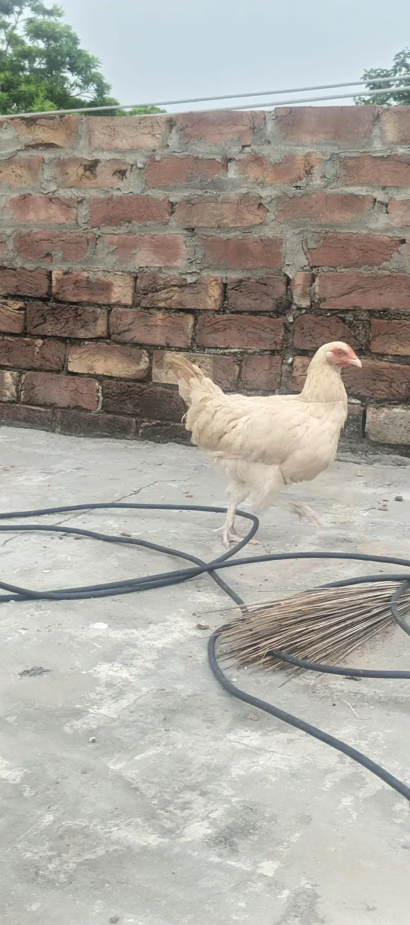 Hybrid Hens — photo 7