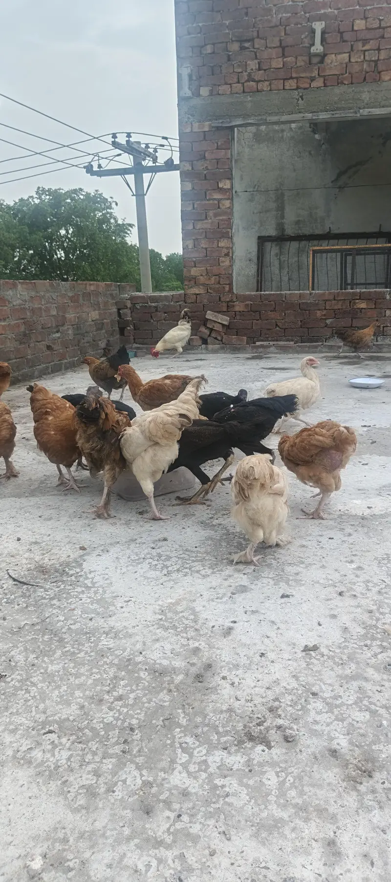 Hybrid Hens — photo 8