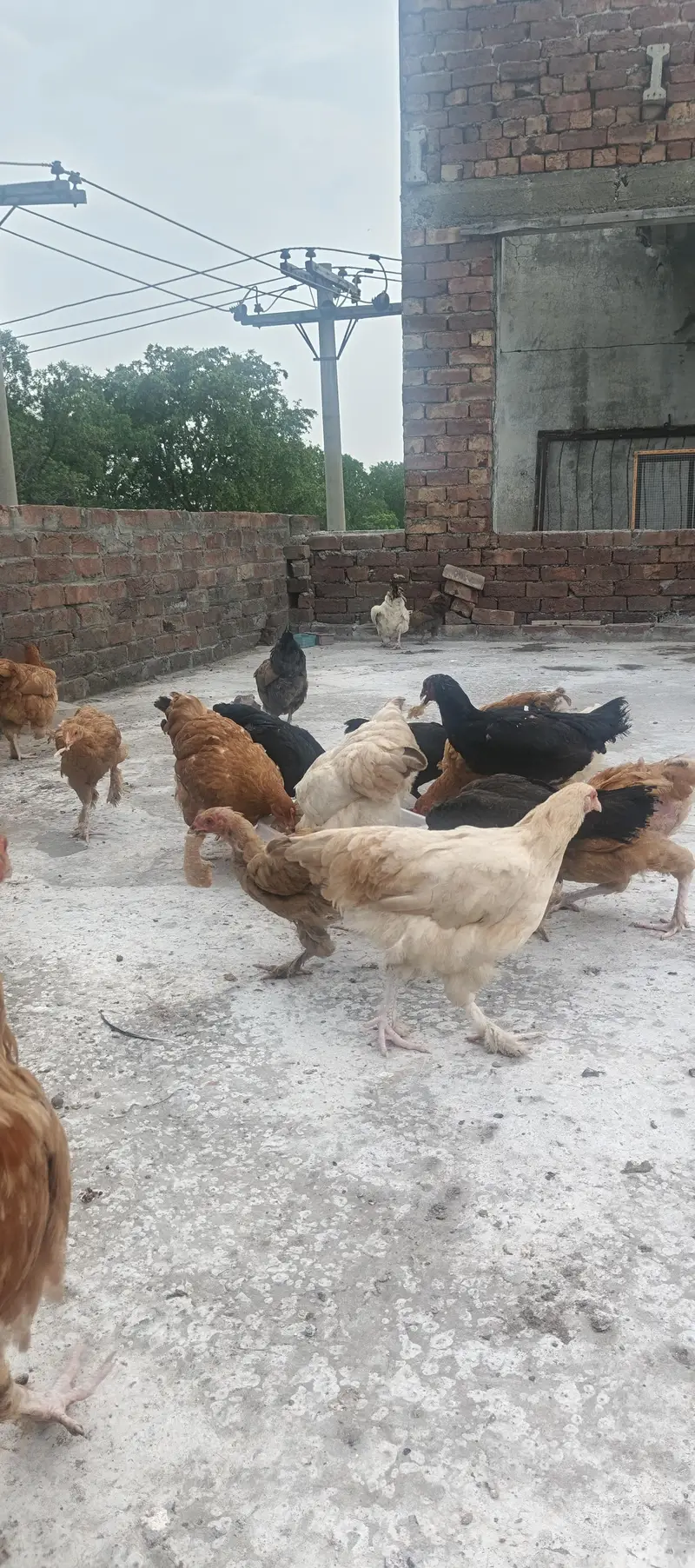 Hybrid Hens — photo 9