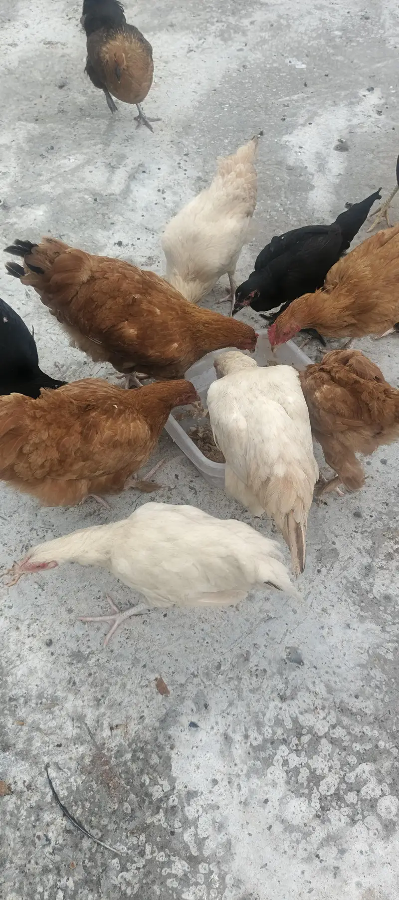 Hybrid Hens — photo 10
