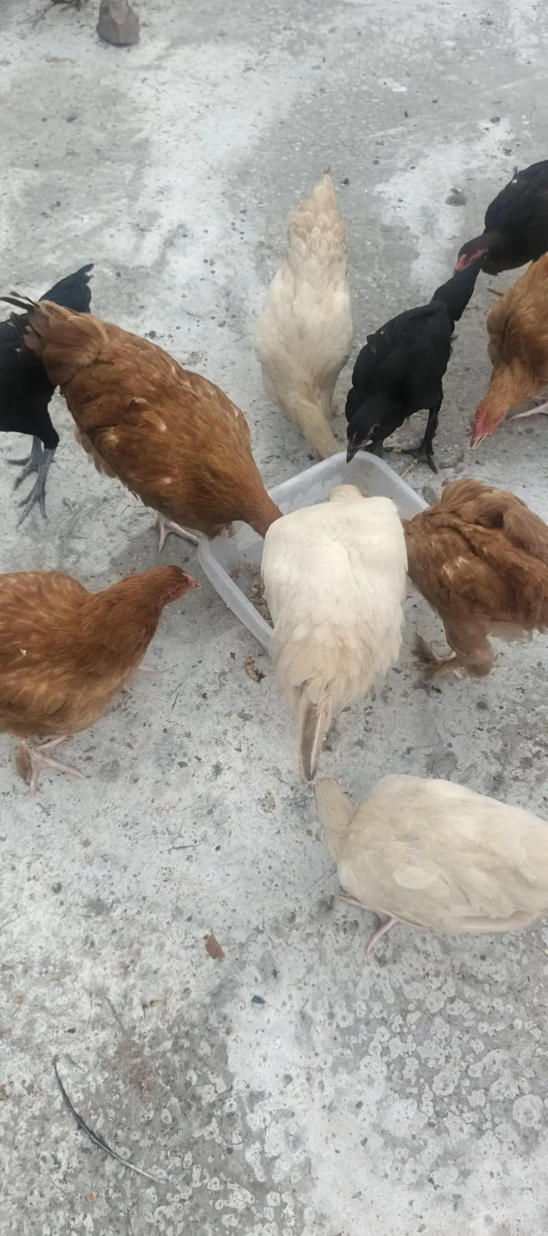 Hybrid Hens — photo 11