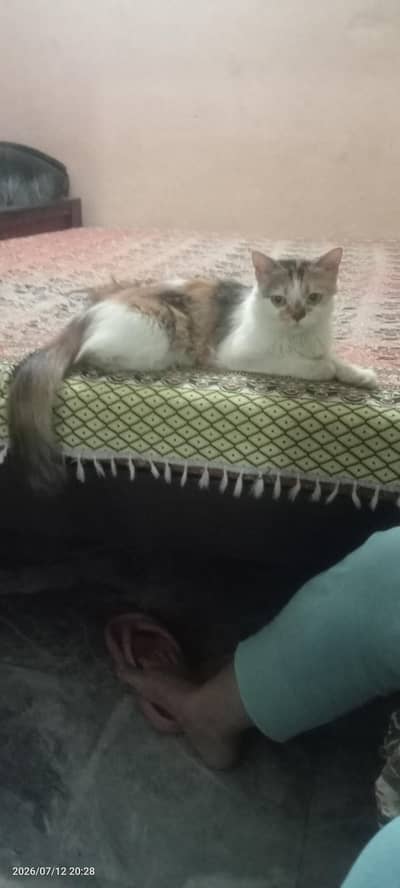 Persian cat for gift