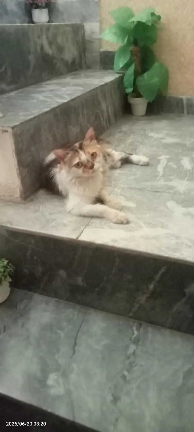 Persian cat for gift — photo 2