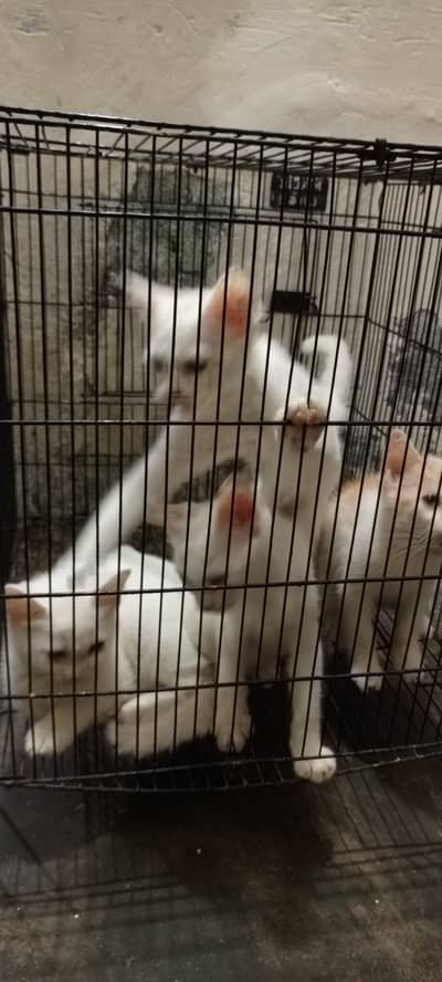 Persion cat,s babys 4 piece or female cat