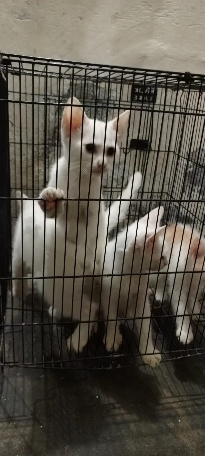 Persion cat,s babys 4 piece or female cat — photo 2
