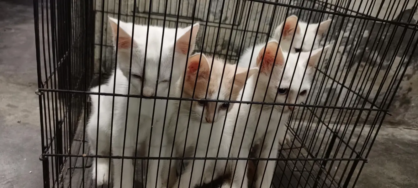 Persion cat,s babys 4 piece or female cat — photo 3