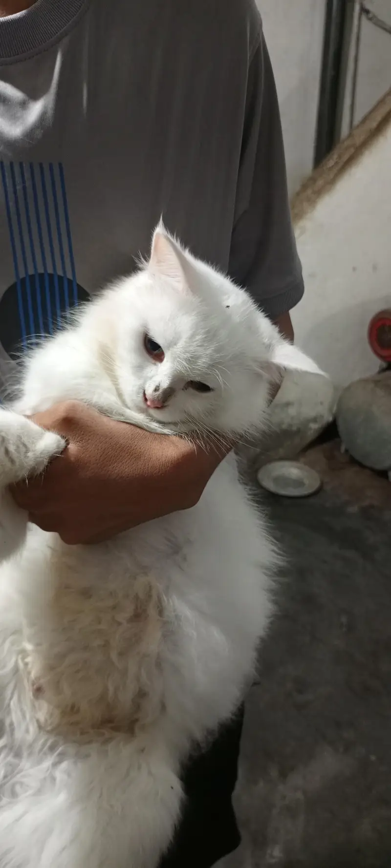 Persion cat,s babys 4 piece or female cat — photo 4