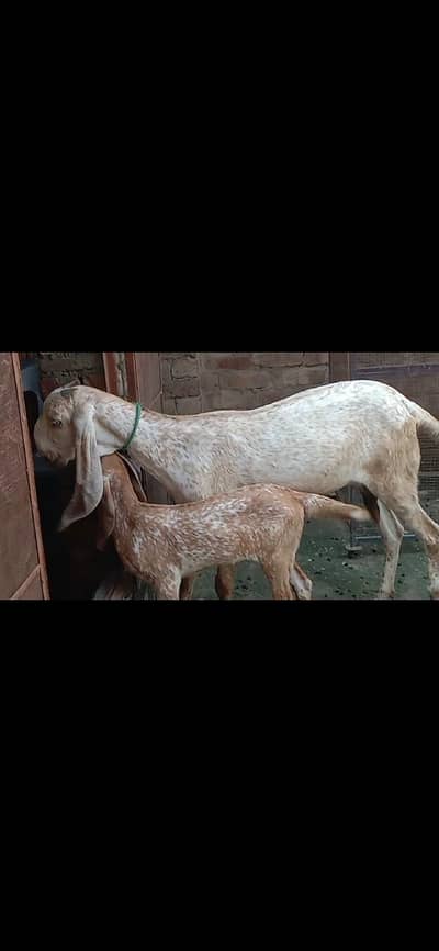 Makhichini top class goat with top class femail kid