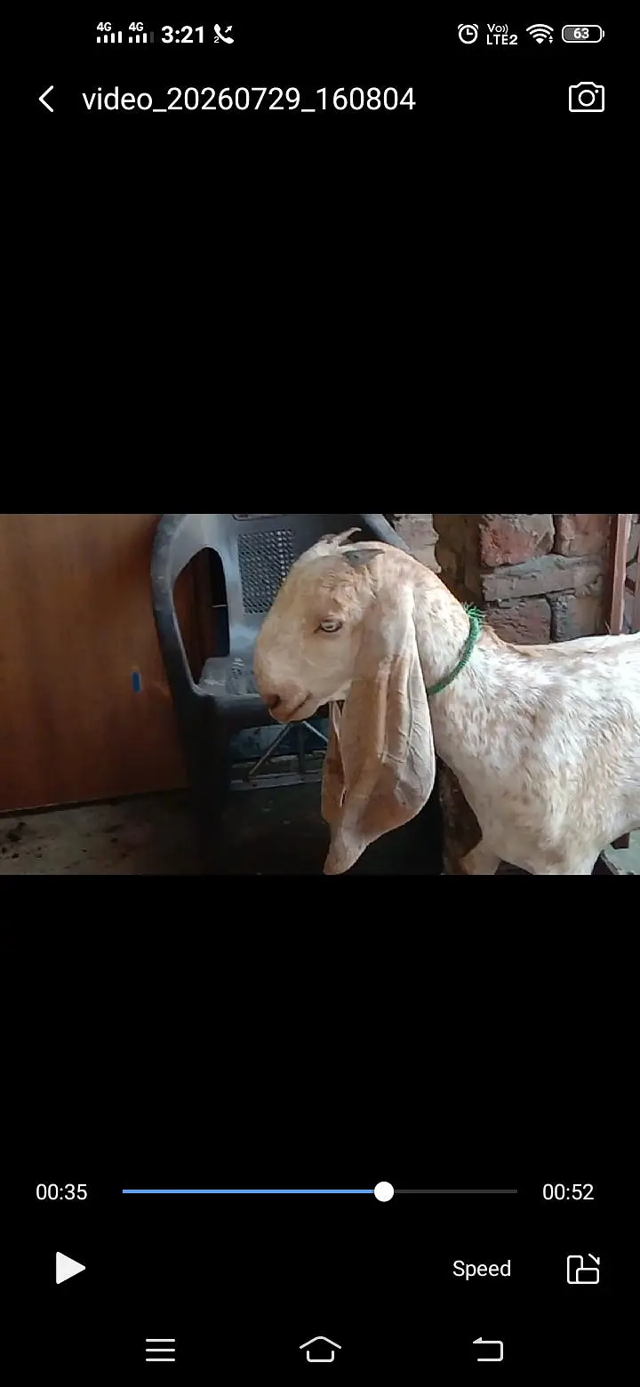 Makhichini top class goat with top class femail kid — photo 2