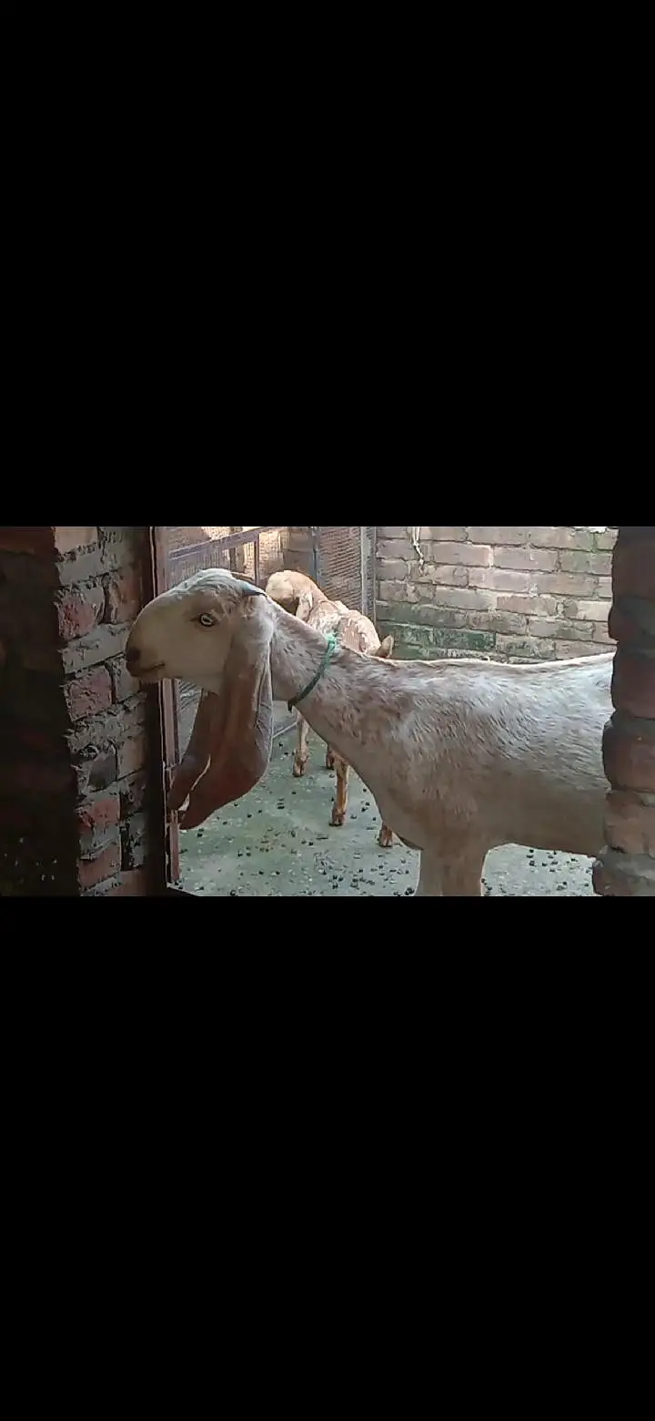 Makhichini top class goat with top class femail kid — photo 3