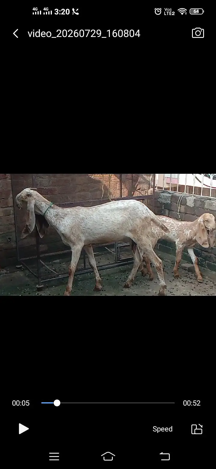 Makhichini top class goat with top class femail kid — photo 4
