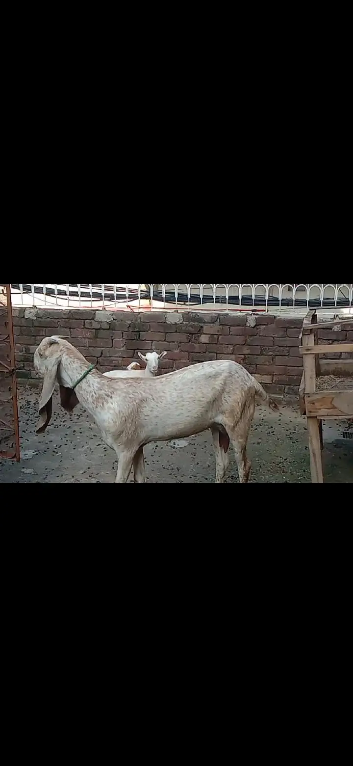 Makhichini top class goat with top class femail kid — photo 5