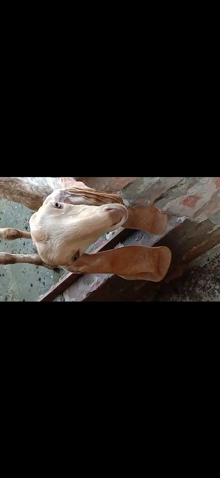 Makhichini top class goat with top class femail kid — photo 6