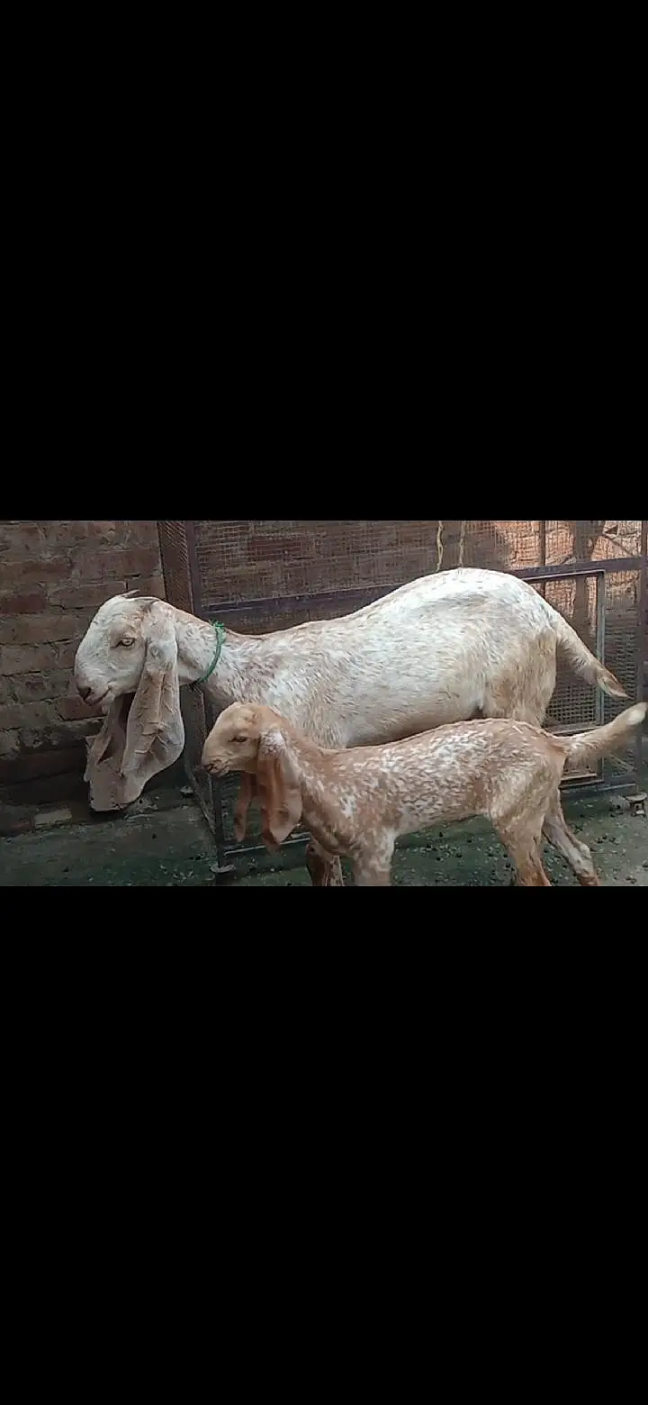 Makhichini top class goat with top class femail kid — photo 8